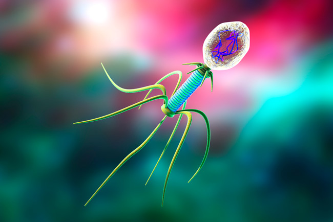 Бактериофаги — это вирусы, которые способны избирательно поражать бактериальные клетки
