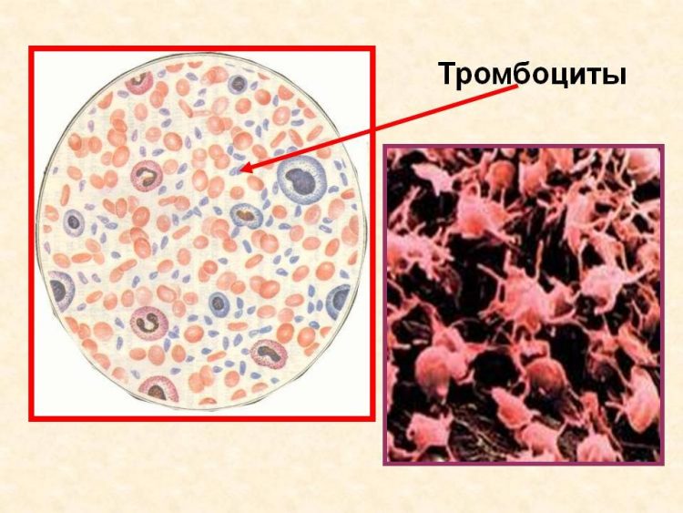 На фото показано как выглядят тромбоциты в плазме крови, среди эритроцитов.