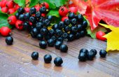 Черноплодная рябина — лечебные свойства и противопоказания, целебные рецепты