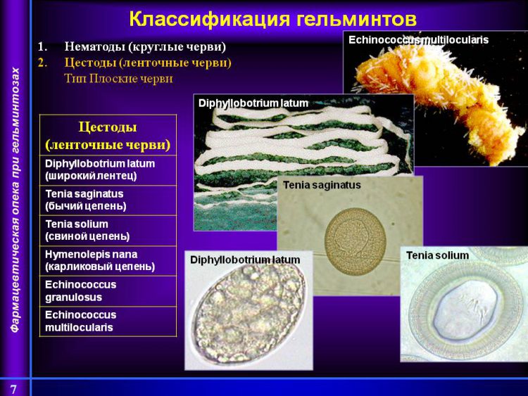 На фото слайде показана классификация гельминтов. Нематоды (круглые черви) Цестоды (ленточные черви) Тип Плоские черви. Цестоды (ленточные черви). Diphyllobotrium latum (широкий лентец). Tenia saginatus (бычий цепень). Tenia solium (свиной цепень). Hymenolepis nana (карликовый цепень). Echinococcus granulosus. Echinococcus multilocularis.