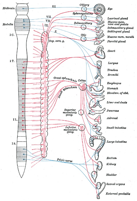 вегетативная нервная система