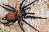 9 самых смертоносных и ядовитых пауков в мире