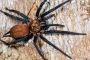 9 самых смертоносных и ядовитых пауков в мире