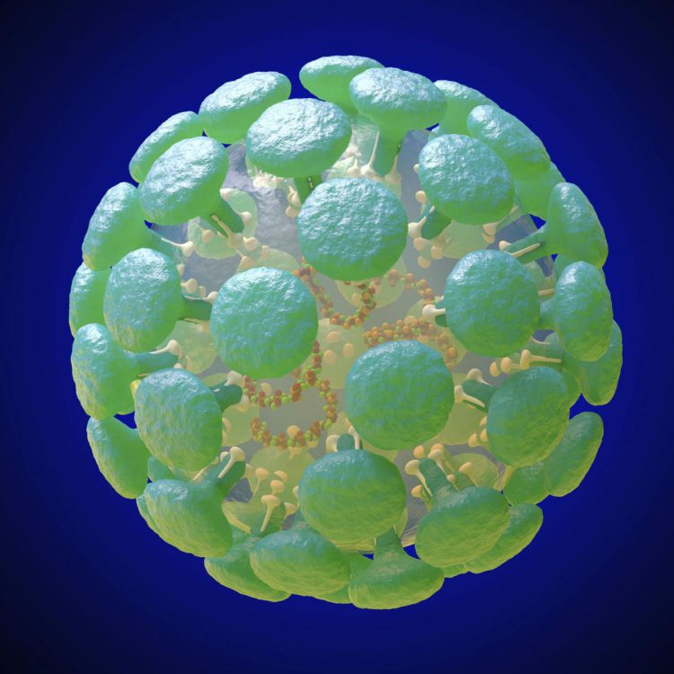 Фото визуализация строения и внешнего вида коронавируса, как его видят учёные.
