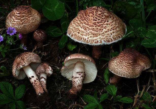 Смертельный гриб Зонтик чешуйчатый (Lepiota brunneoincarnata) найдены недалеко от города Масси, Франция.
