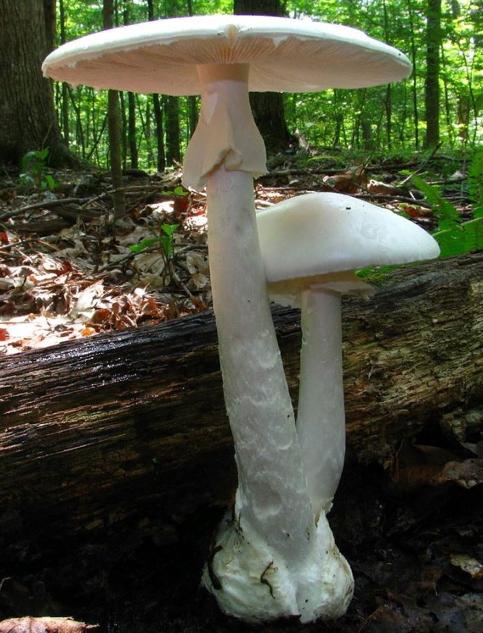 Ядовитый и смертельный гриб Amanita bisporigera.
