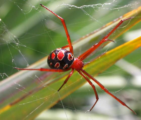 Красная вдова паук (Latrodectus bishopi).