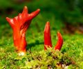 7 самых ядовитых грибов в мире, опасных для жизни
