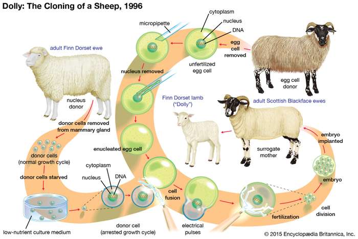 Овца Долли была успешно клонирована в 1996 году путем слияния ядра из клетки молочной железы Финна дорсетской овцы в энуклеированную яйцеклетку, взятую из Шотландской Чернолицей овцы. Вынашиваемая до срока в утробе другой шотландской Чернолицей овцы, Долли была генетической копией Финн-дорсетской овцы. Encyclopædia Britannica, Inc.