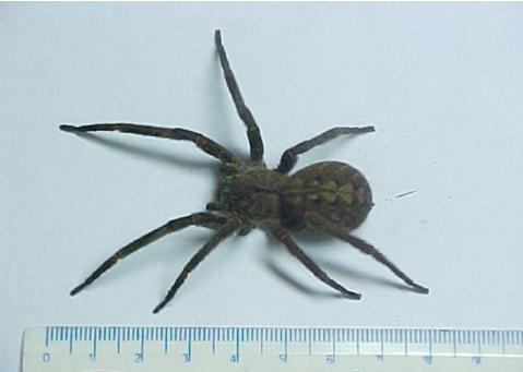 Бразильский блуждающий паук Phoneutria nigriventer.