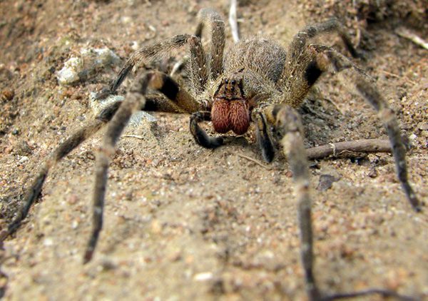 Бразильский блуждающий паук Phoneutria fera.