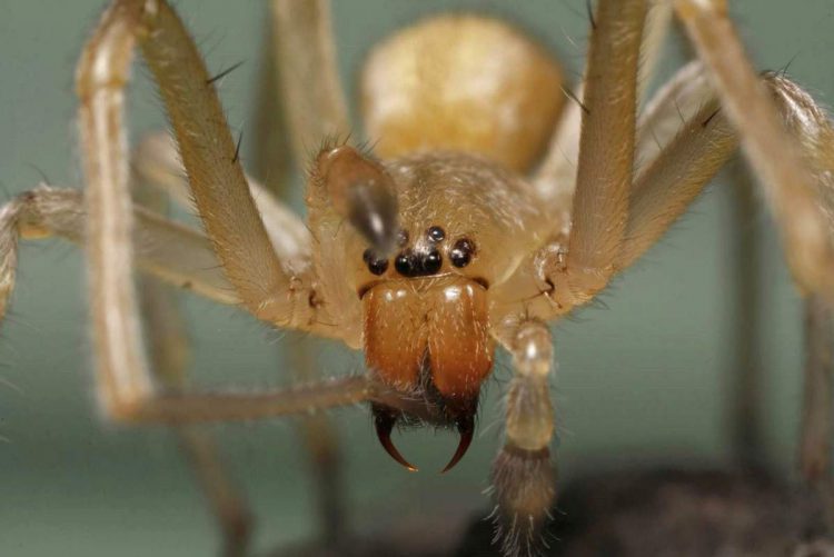 Желтосумный паук, (Cheiracanthium inclusum).