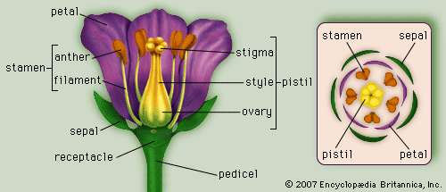 (Слева) обобщенный цветок с частями; (справа) диаграмма, показывающая расположение цветочных частей в поперечном сечении у основания цветка. Encyclopædia Britannica, Inc.