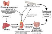 Паратиреоидный гормон (ПТГ), паратгормон — регулятор кальция в крови