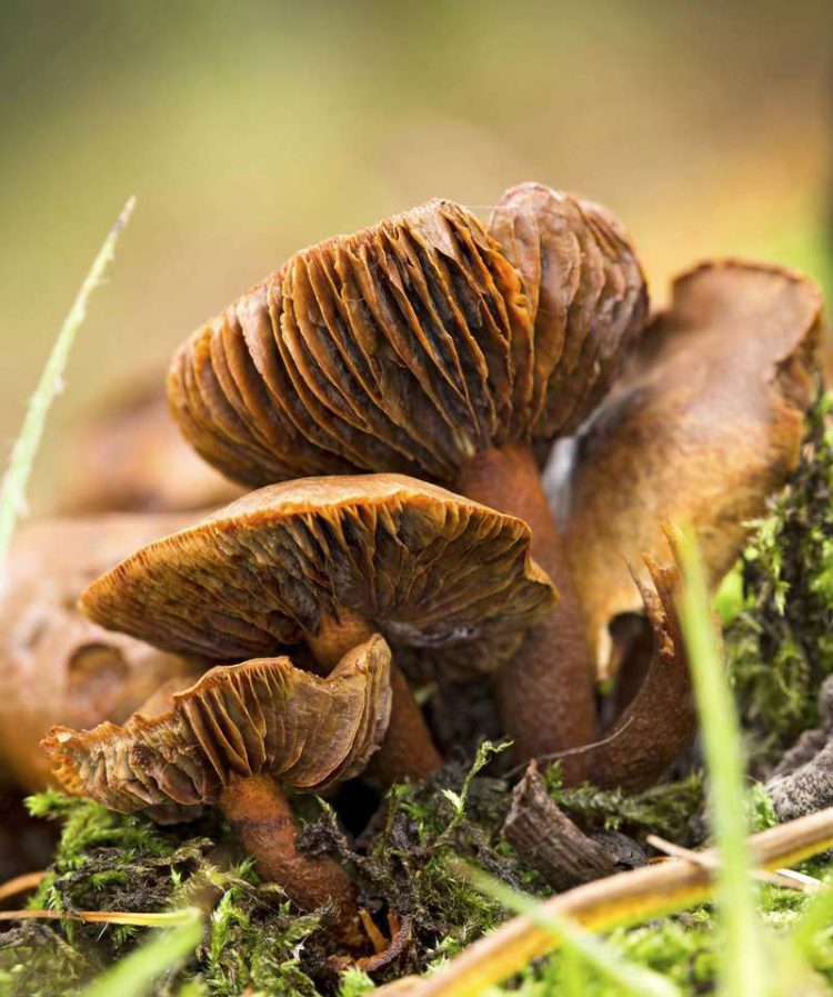 Смертельный гриб webcaps (Cortinarius rubellus), родом из Северной Европы. Заглатывание этих грибов часто смертельно, с симптомами принимая покуда 3 недели для того чтобы появиться. © Kesu/Fotolia