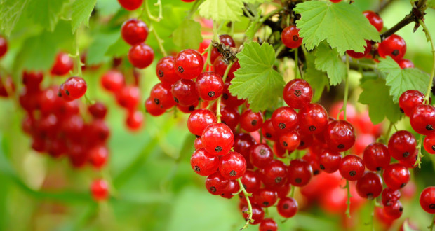 В ягодах содержится большое количество витамина C и витамина А, несколько видов полезных кислот, а также минералы