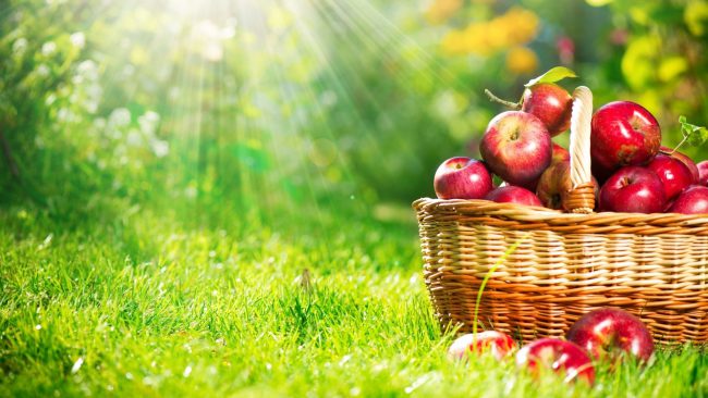 Одним из самых доступных и известных фруктов в России является яблоко. Яблочные деревья украшают тысячи дачных участков и садов