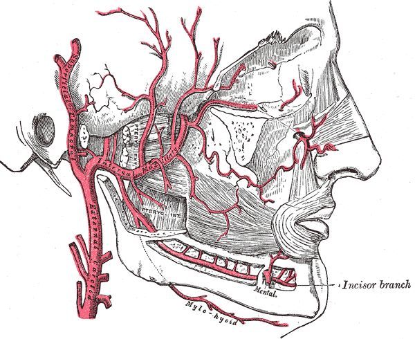 Расположение челюстной артерии