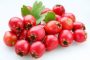 Боярышник — польза и вред настойки и чая из ягод и цветов, народные рецепты от заболеваний, противопоказания