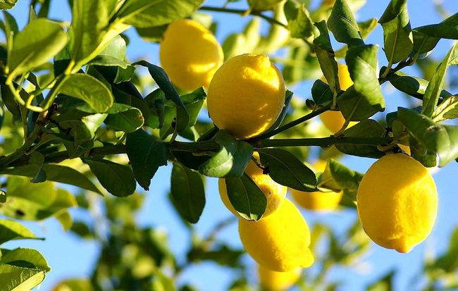 Лимон богат органическими кислотами, пектинами, витаминами, флавоноидами и эфирными маслами