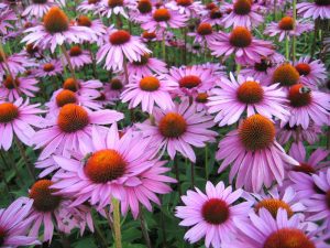 Echinacea purpurea ildizlari yasalgan dori Лекарственный препарат изготовляют из корней пурпурной эхинацеи