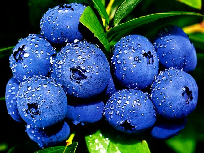 Голубика – душистая ягода семейства Брусничных, ближайшая родственница черники и брусники, обладающая целым рядом целебных свойств