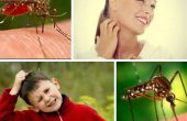 Комары и мошки – как спастись на природе и дома. Народные средства для детей и взрослых из трав и масел