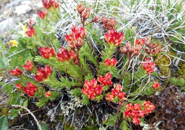 Красная щетка – лекарственное растение обладающее уникальным составом и широким спектром действия