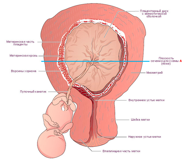 Орган, который возникает во время беременности в матке и связывает мать и плод, называется - плацентой, которая отвечает за биологические процессы, благодаря которым малыш нормально развивается в утробе матери