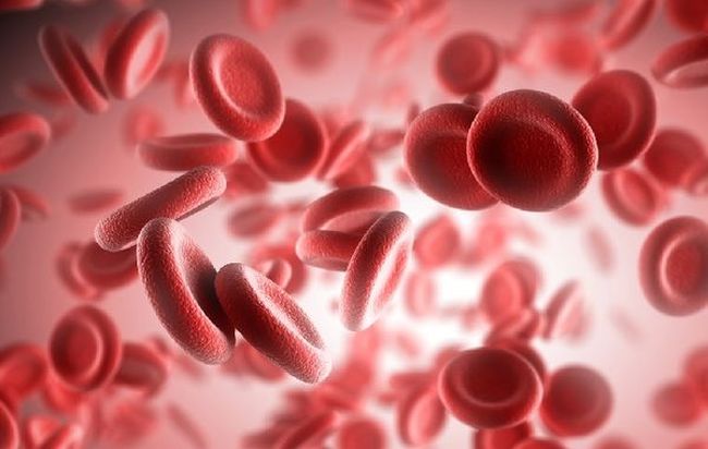 Эритроциты формируются в костном мозгу и являются красными безъядерными клетками крови