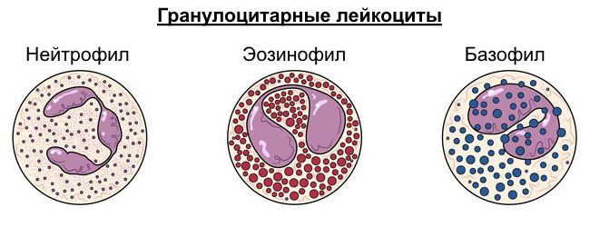 В гранулоцитарные лейкоциты входят: нейтрофилы, базофилы и эозинофилы