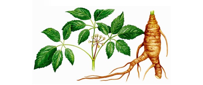 Для лечения используют корни и листья растений, они содержат более 20 биологически полезных веществ