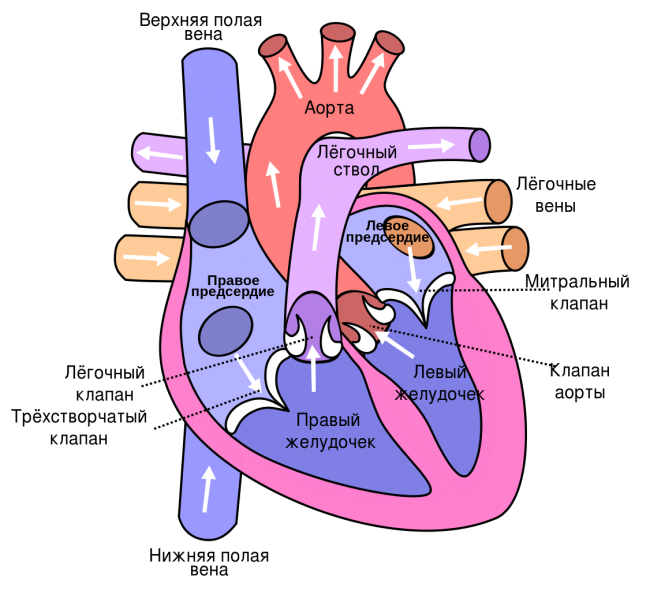 Пролапс митрального клапана – это патология двустворчатого клапана, характеризующаяся пролабированием (провисанием, или патологическим выпячиванием) одной или обеих его створок во время систолического сокращения левого желудочка в сторону левого предсердия