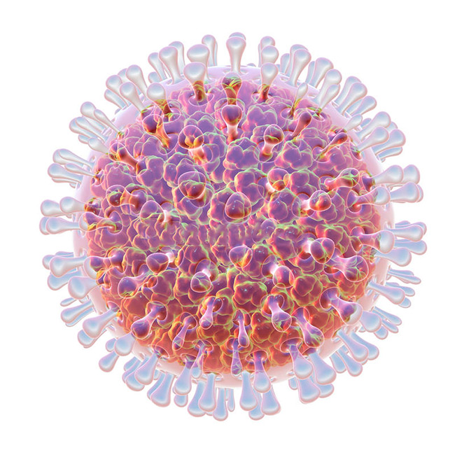 При проникновении агентов ротавируса в пищеварительную систему происходит нарушение процессов переваривания пищи и разрушение клеток желудка и кишечника