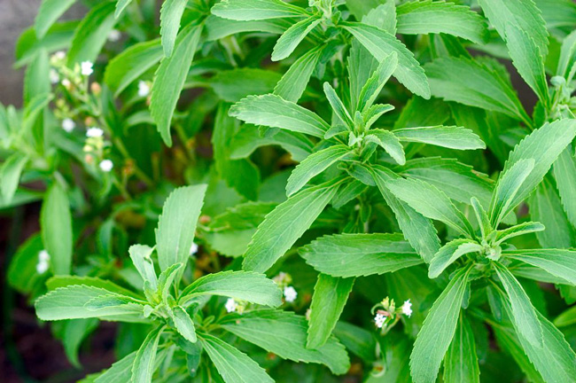 Стевия - многолетнее растение, отличный природный сахарозаменитель, кроме того, широко используется в народной медицине