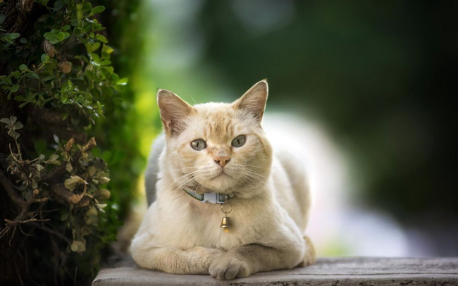 При мочекаменной болезни у кошек, ветеринары могут назначать уколы Папаверина, для ослабления болевого синдрома