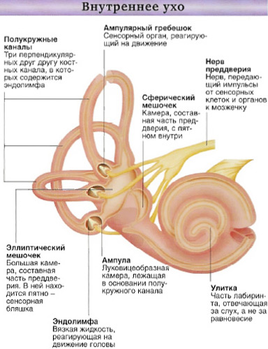 Вестибулярный аппарат - внутреннее ухо