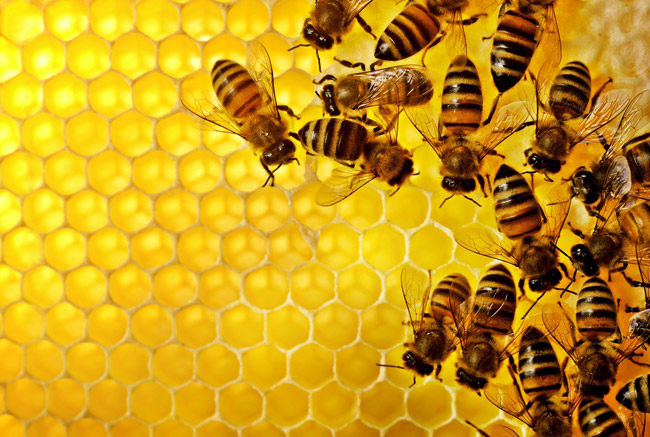 Забрус – это крышечки, которыми пчелы запечатывают соты