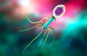 Бактериофаг стафилококковый – инструкция, показания, состав, способ применения, видео