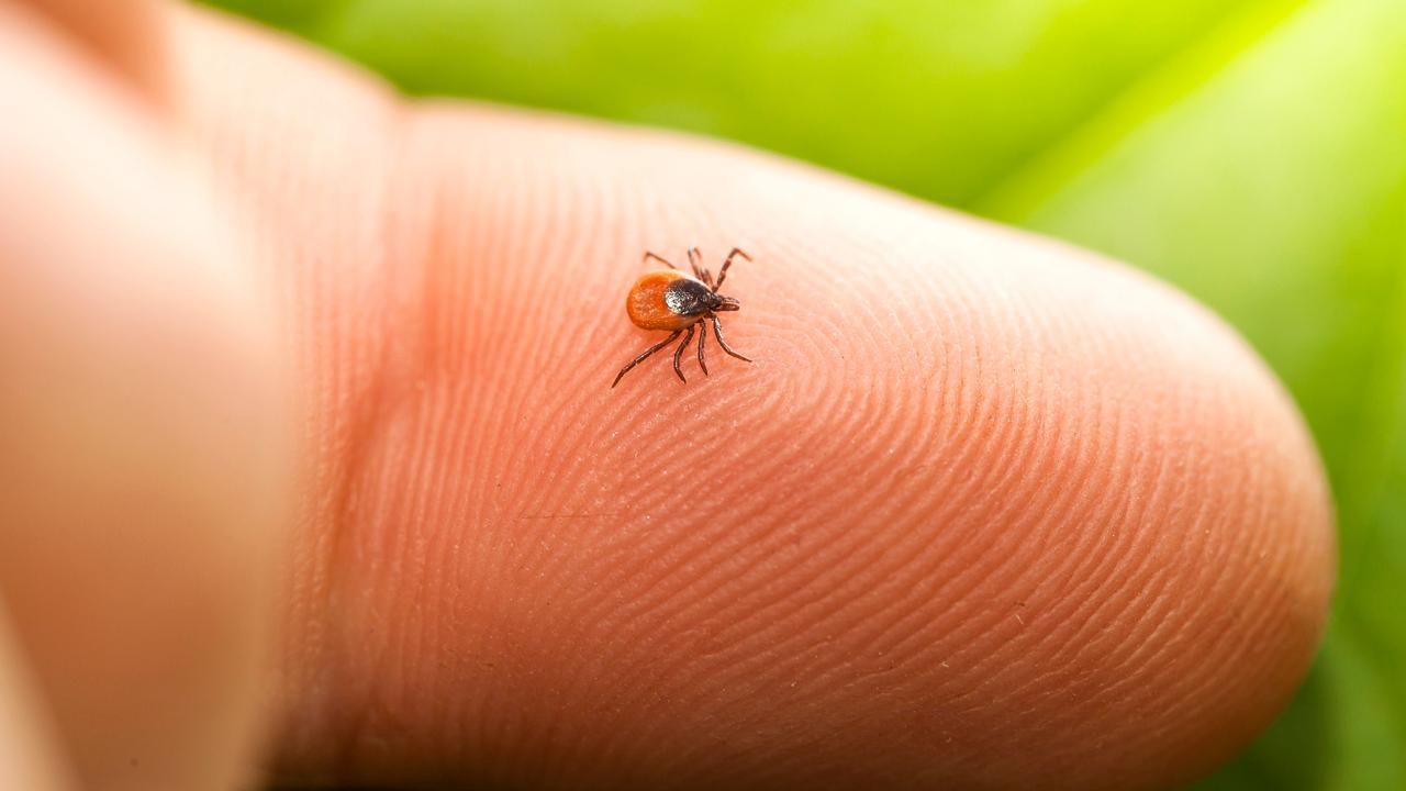 Боррелиоз (болезнь Лайма): симптомы, лечение, последствия у человека