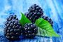 Ежевика — полезные свойства, рецепты и противопоказания, диета с ягодой ежевикой