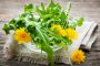 Одуванчик (корень, листья и цветы) — полезные свойства и противопоказания, народные рецепты